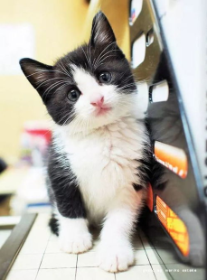 笨蛋小粉猫,友谊与成长的温馨故事